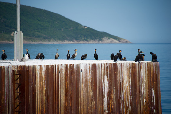 Cormorants at Baie St Lawrence.