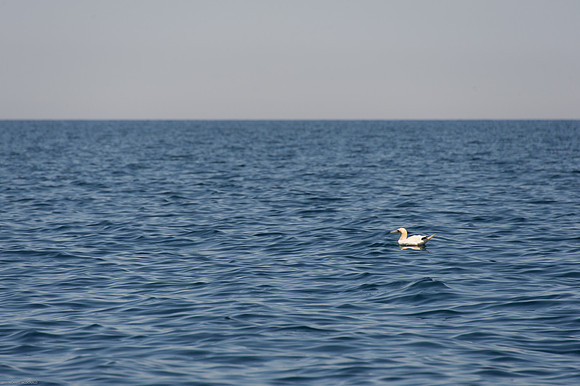 Gannet.