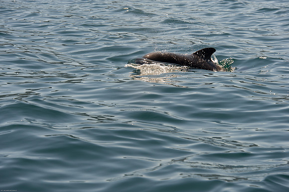 Pilot Whale.