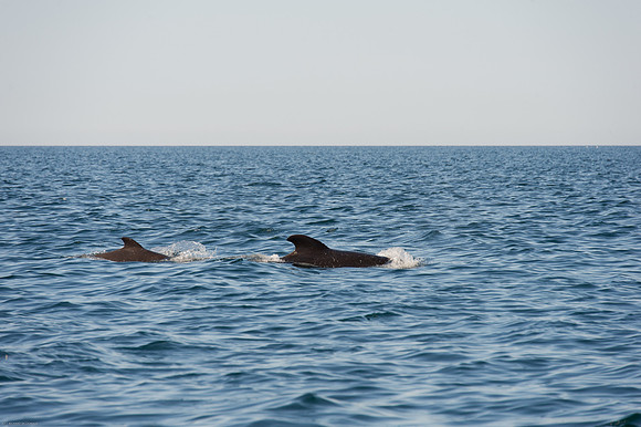 Pilot Whales.