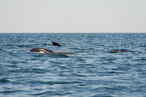 Pilot Whales.