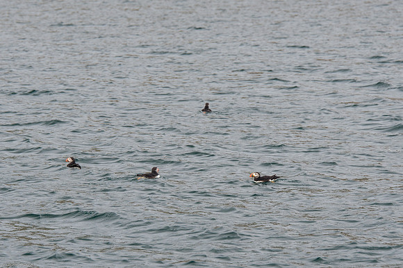 Puffins
