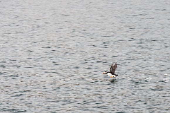 Puffin taking off.
