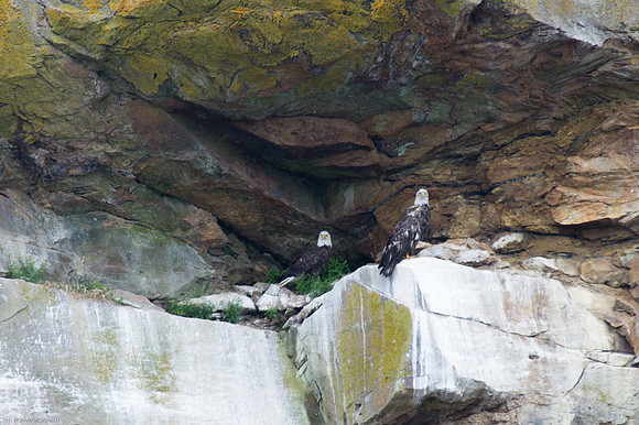 Bald Eagles: 2 adults and large chick.