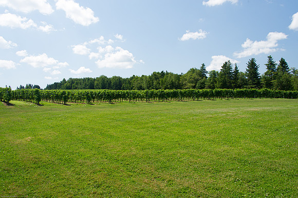 Joss Vineyards.